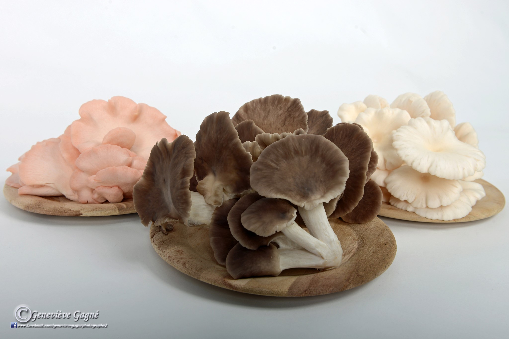 Champignons pleurotes à grappe