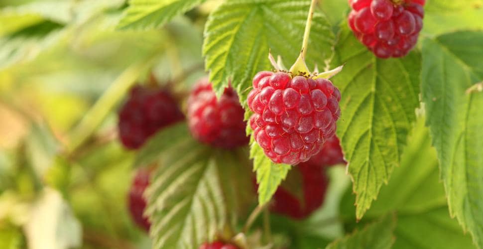 Fruits