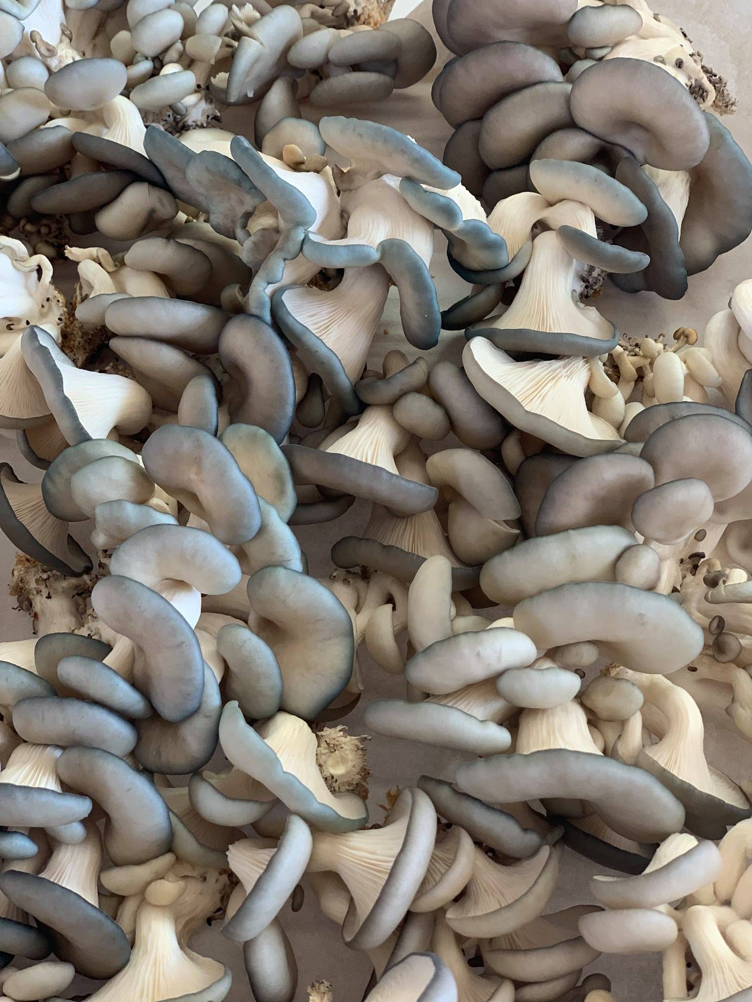 Champignons pleurotes frais (rose, blanc, brun, jaune, gris)