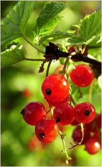 Petits fruits