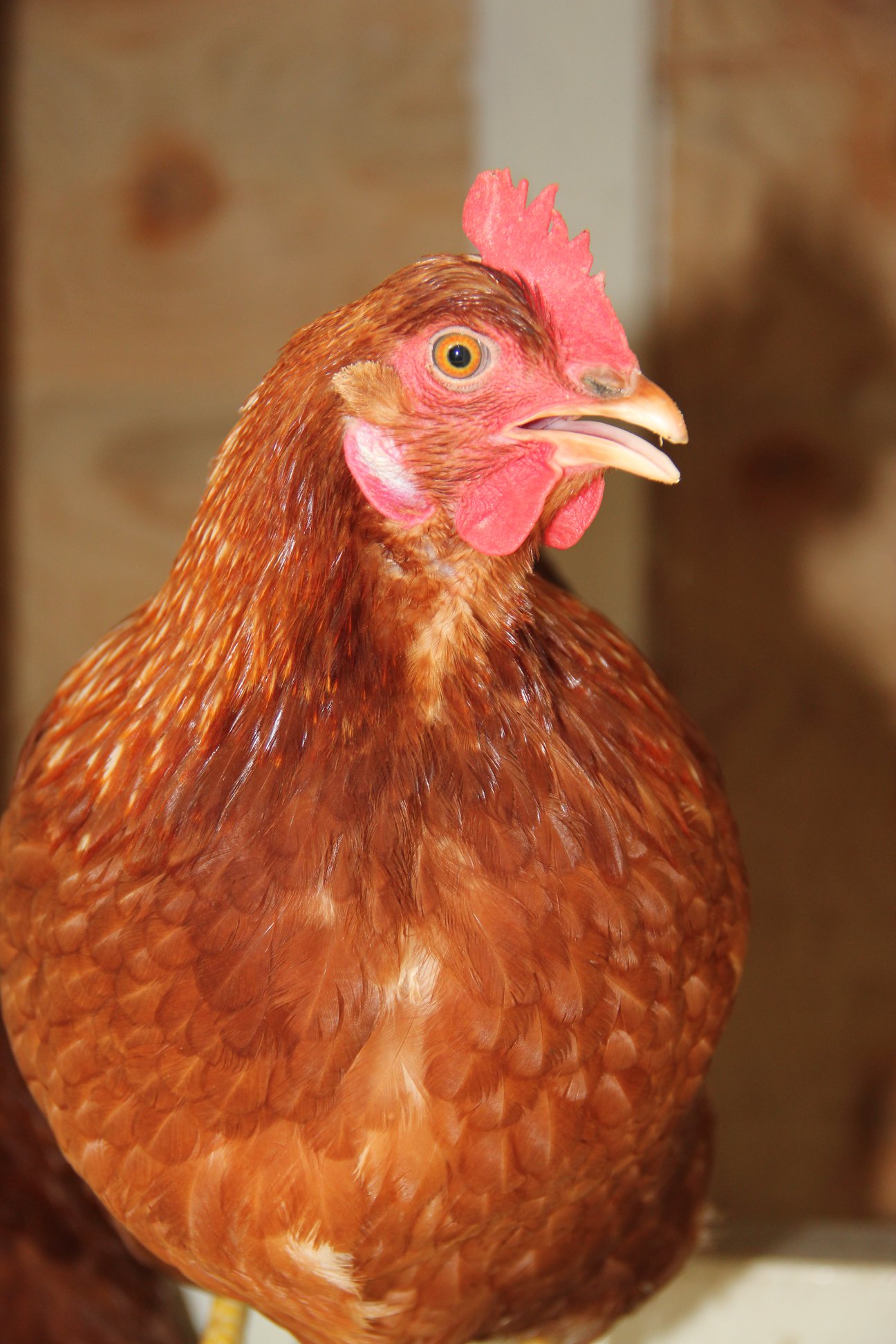Oeufs fermiers
