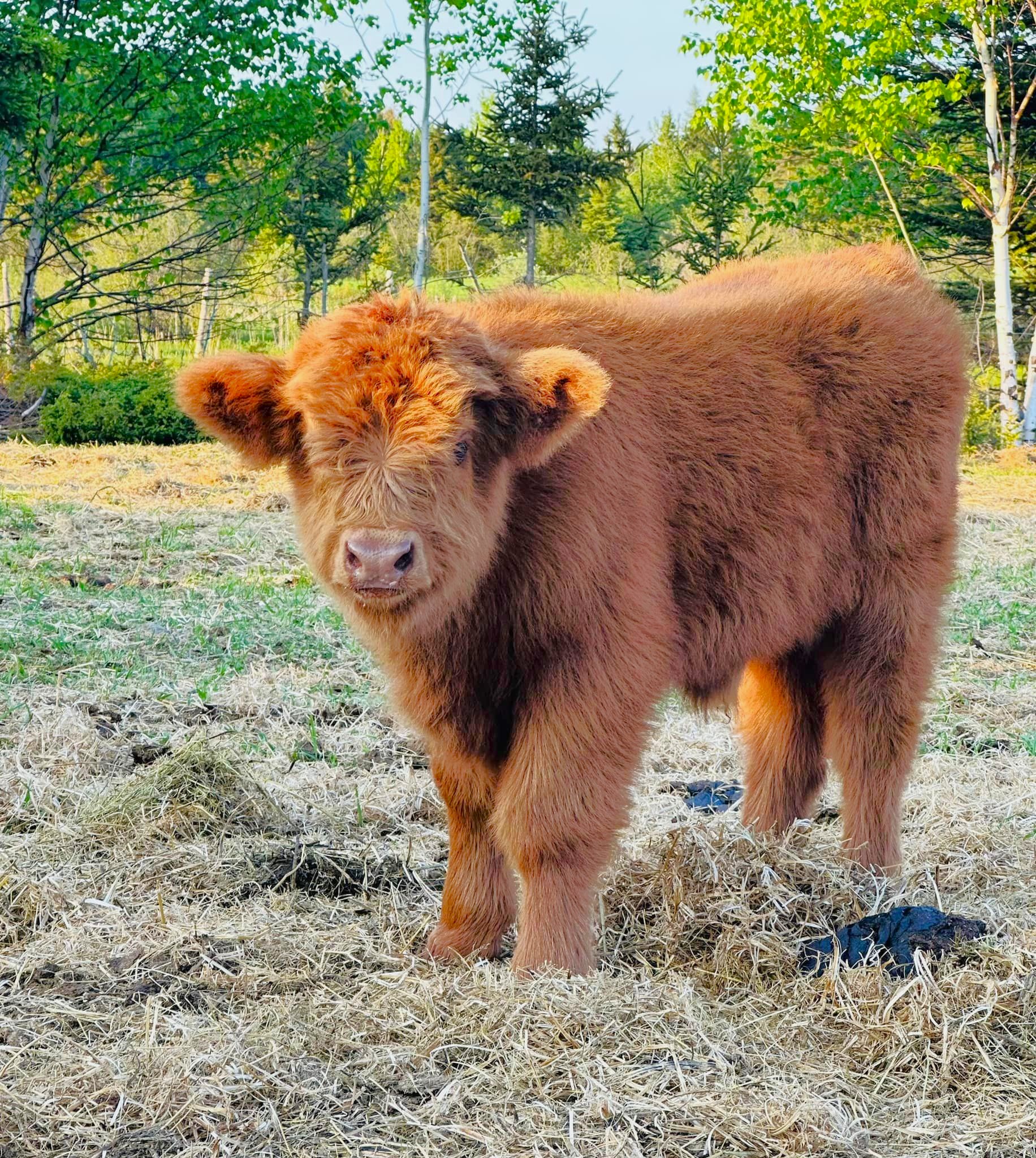 Ferme Éco'Land des Basques