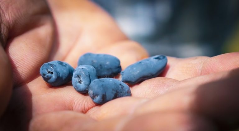 Le Vallon Bleu