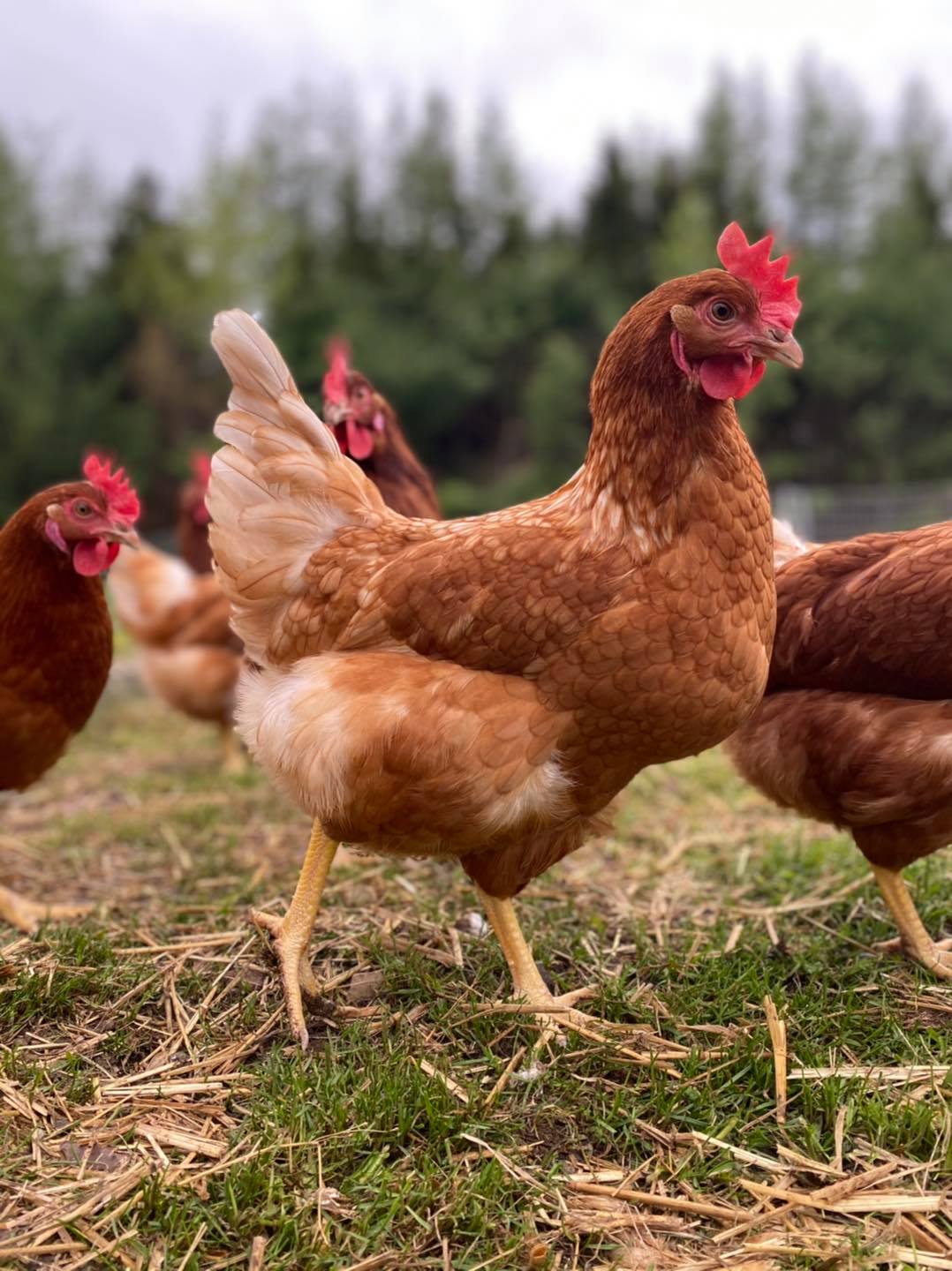 La Caboche Ferme traditionnelle