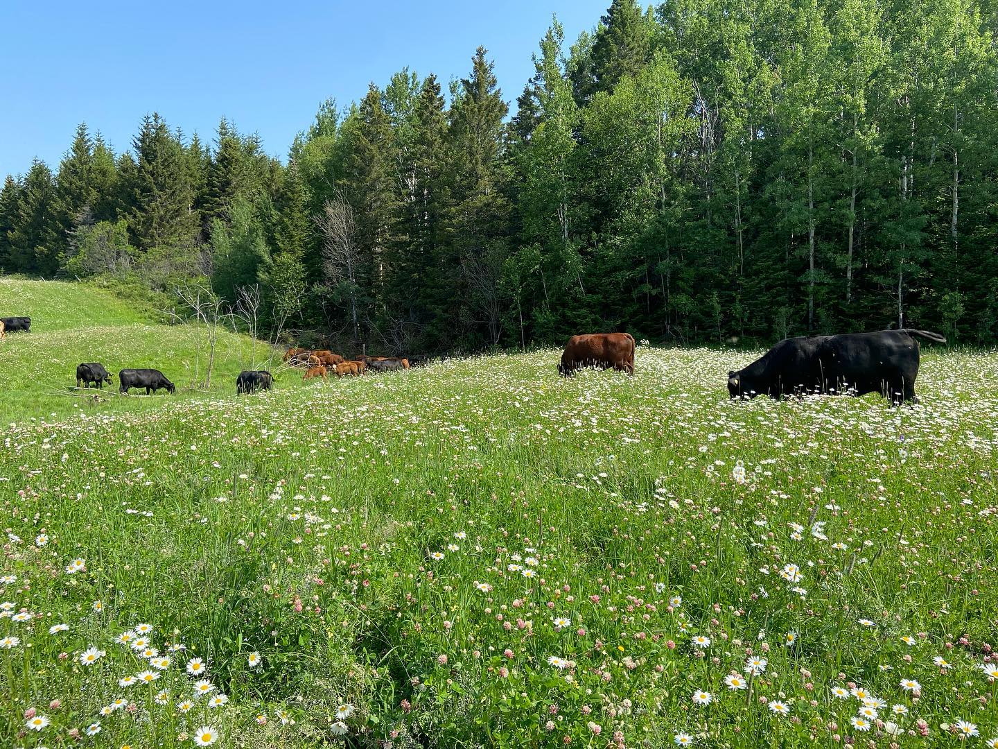 Le Broutard des Appalaches (Production F.A.T.)