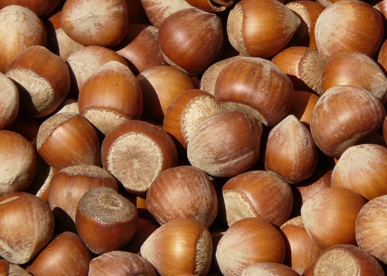 Noisettes
