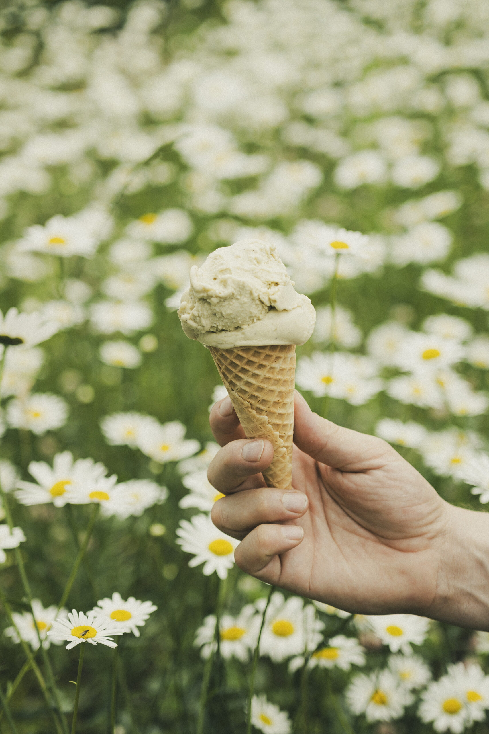 Crème glacée aux baies de genévrier et sapin