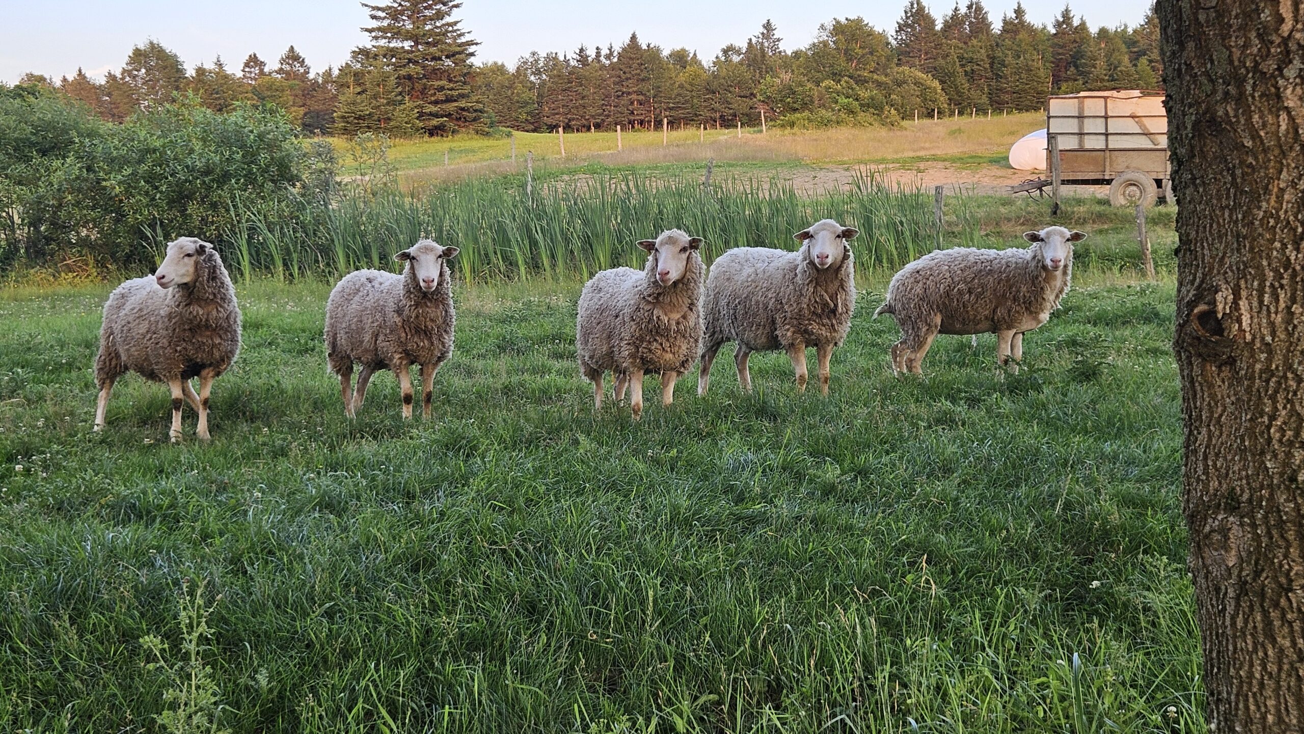 Bergerie Bio du Grand Méchant Loup