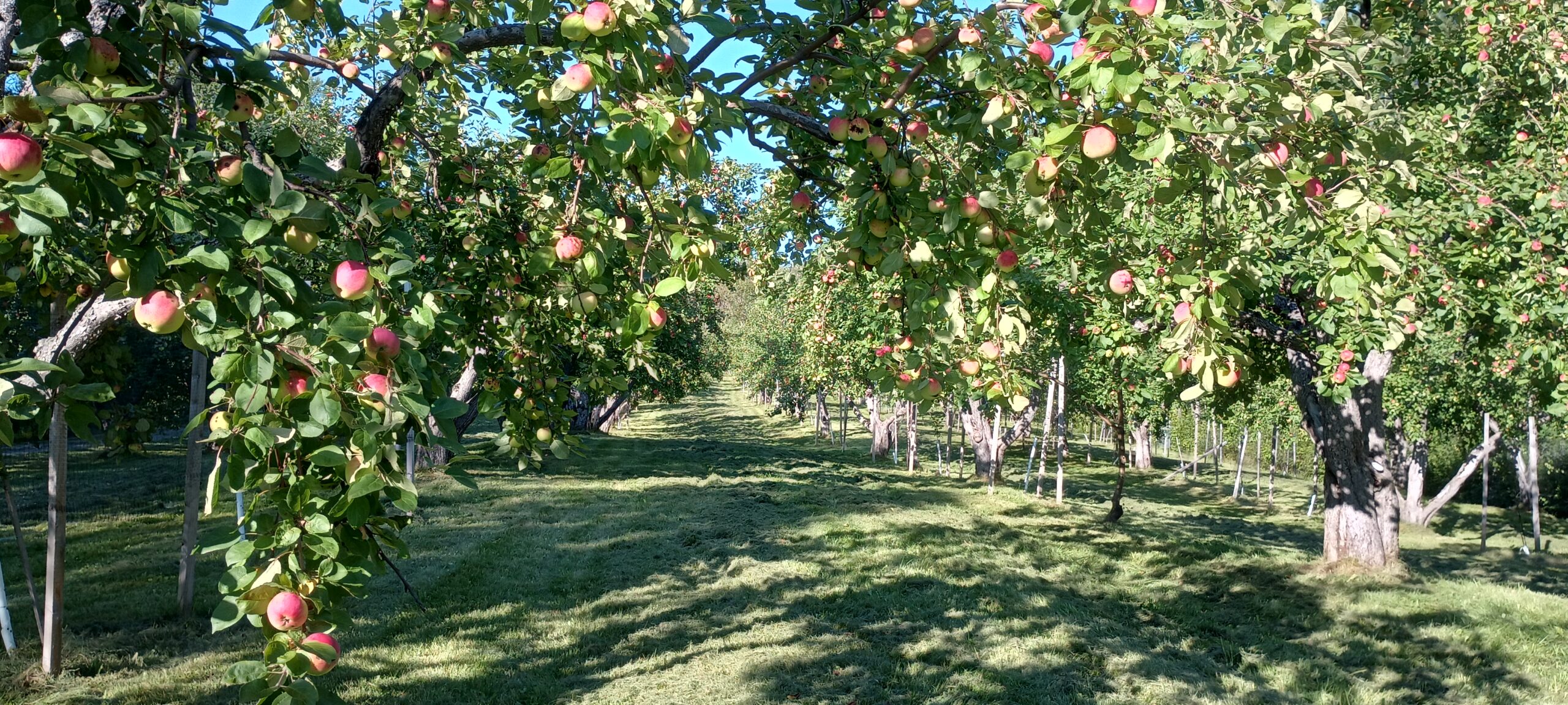 Le Verger patrimonial du Témiscouata donne le coup d’envoi à la saison des pommes avec sa Journée champêtre