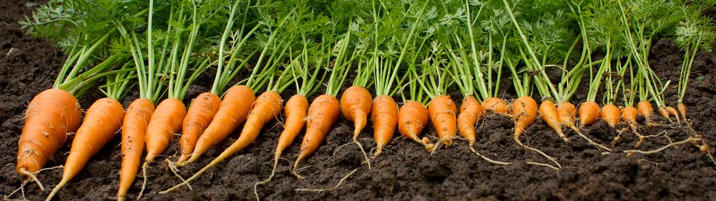 Du nouveau à la Coop Carotte pour son premier anniversaire